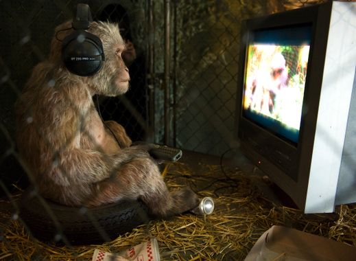 Monkey_Watching_TV