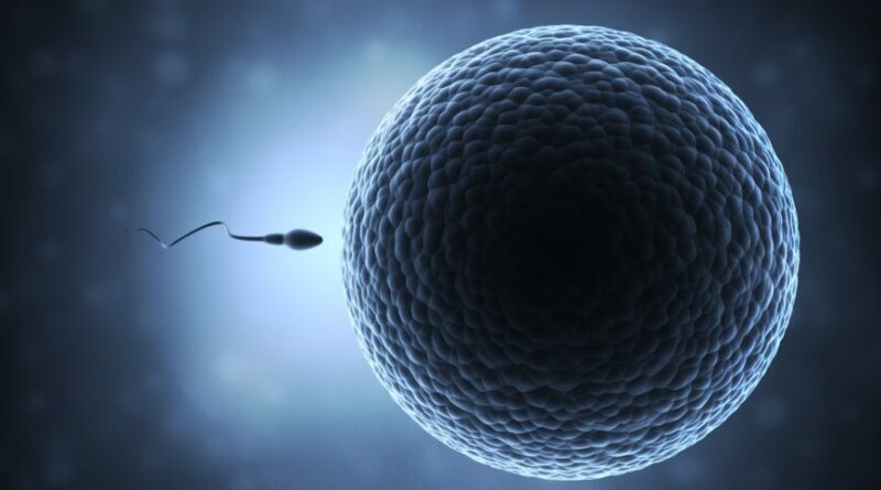 Sperm,And,Egg,Cell